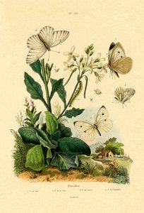 Large White